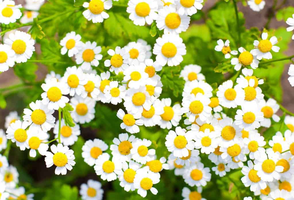 اندومتریوز ؛ علائم، علتها، تشخیص و درمانهای طبی و سنتی آرامبخش طبیعی عضلات