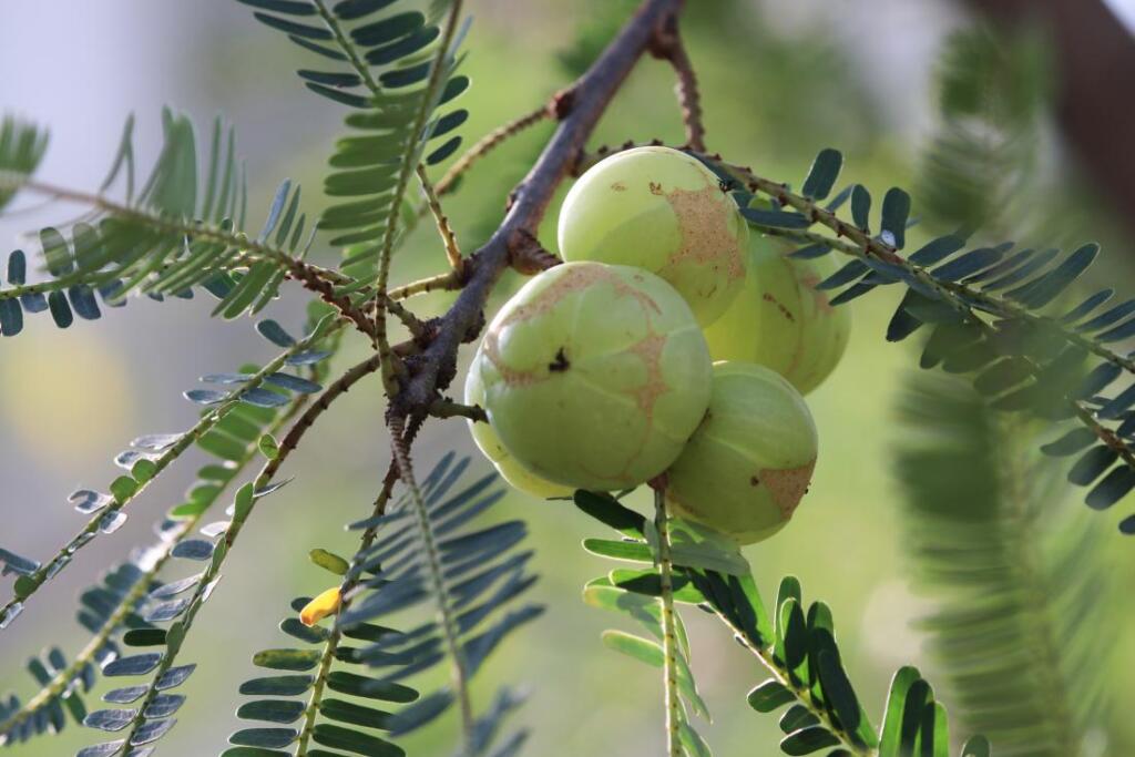 روغن املا (آمله) چه فوایدی برای پوست، مو و زیبایی دارد؟ روغن املا