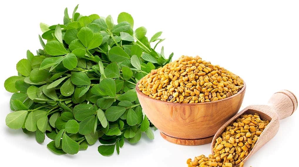 گیاه شنبلیله چیست؟