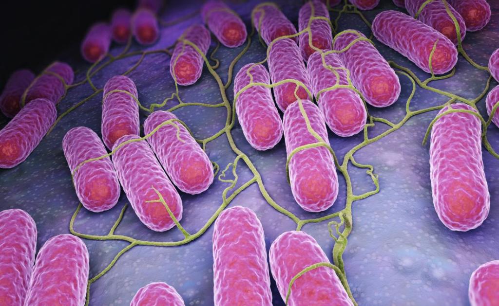 عفونت سالمونلا (Salmonellosis)؛ علائم، تشخیص، درمان و پیشگیری عفونت سالمونلا